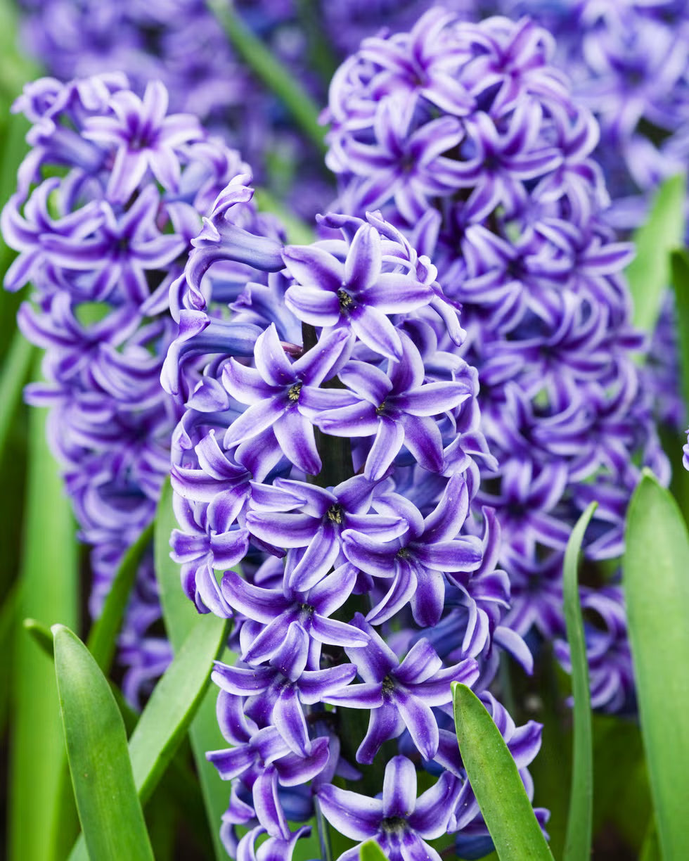 Blue Hyacinthus Flower seeds for Planting Wildflower Mix, Heirloom & GMO Free Seeds for Home Garden vegetable and garden seeds