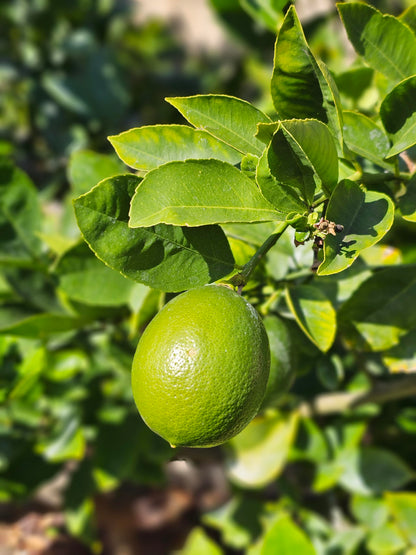 Key lime tree with green and yellow limes