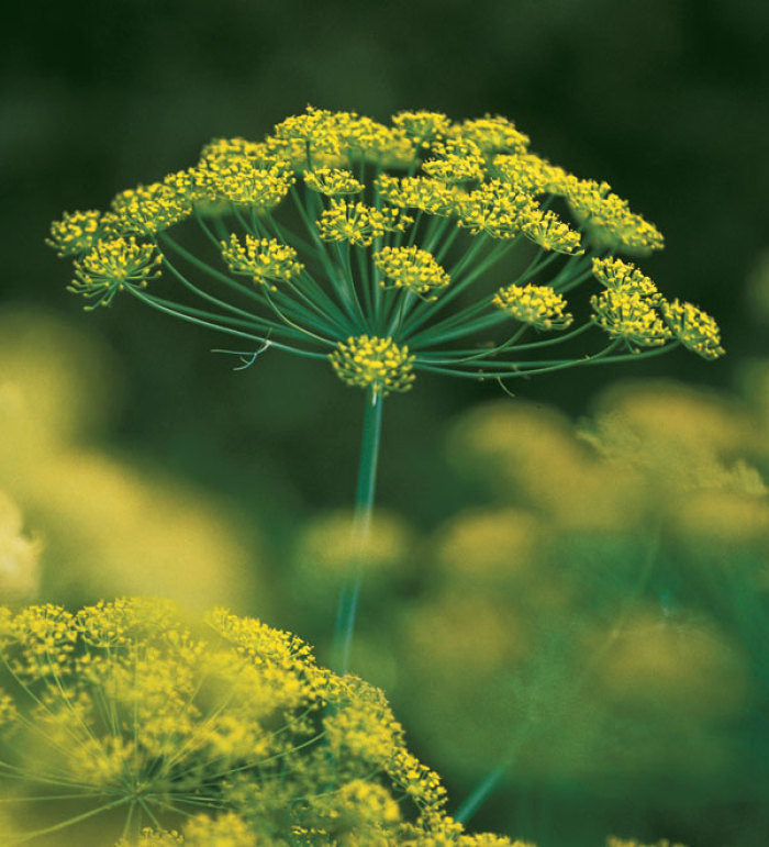 Anethum Graveolens Seeds Flower seeds for Planting Bright Blooms, Heirloom & GMO Free Seeds for Home Garden vegetable and garden seeds