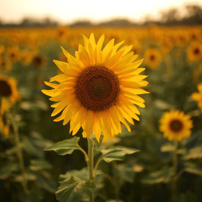 Sunflower Flower seeds for Planting Low Maintenance Heirloom & GMO Free Seeds for Home Garden