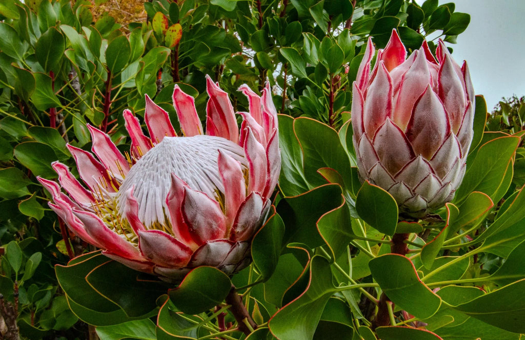 Premium Pink White Protea Flower seeds for Planting Wildflower Mix, Heirloom & GMO Free Seeds for Home Garden seeds