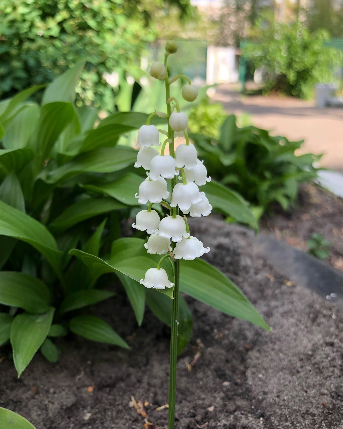 Convallaria Majalis Flower seeds for Planting Wildflower Mix Heirloom & GMO Free Seeds for Home Garden