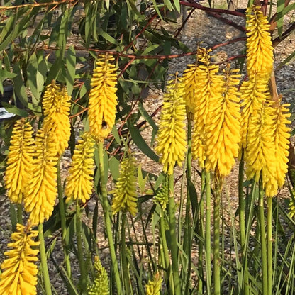 Kniphofia Flower seeds for Planting Cut Flower Favorite Heirloom & GMO Free Seeds for Home Garden