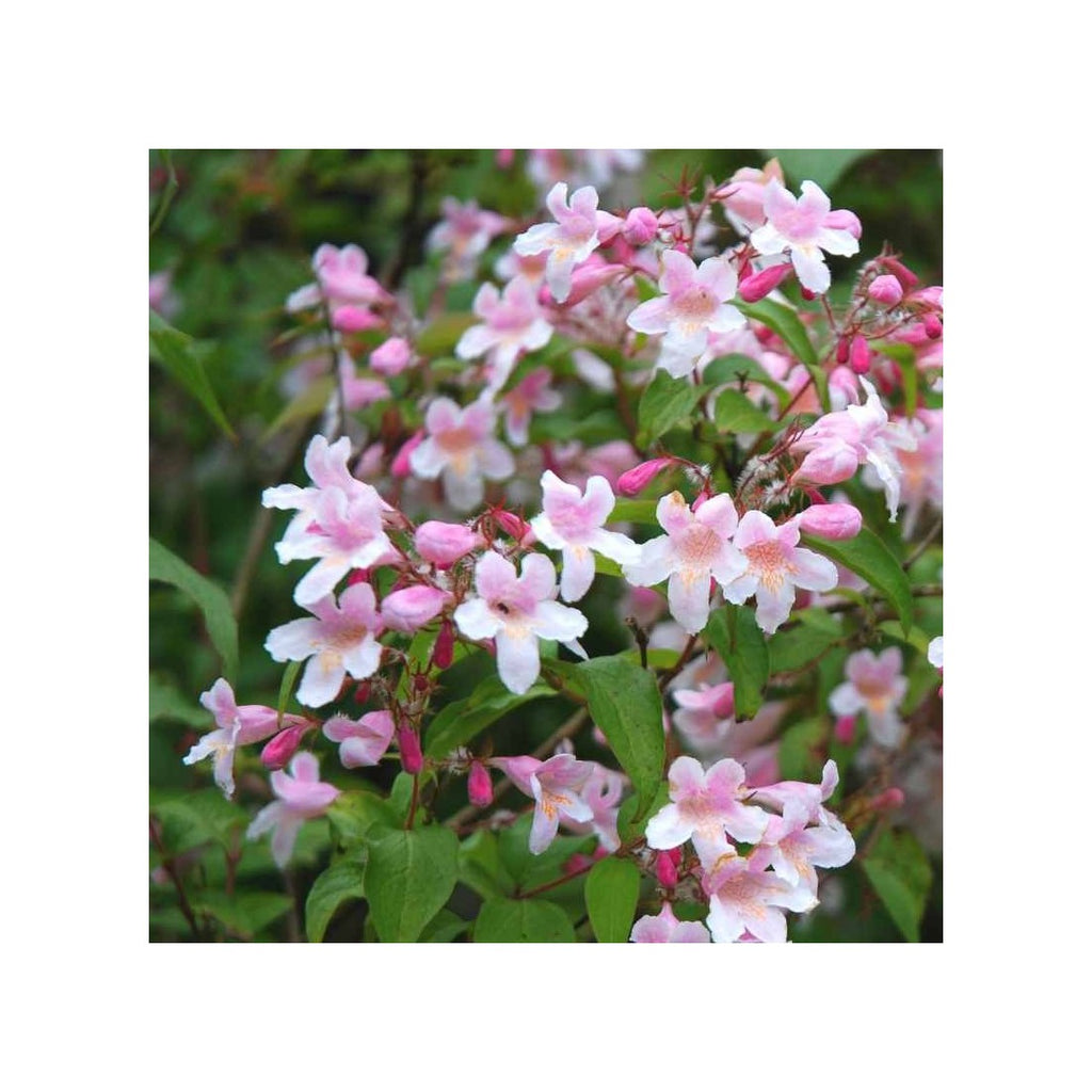 BeautyBush Flower seeds for Planting Colorful Display, Heirloom & GMO Free Seeds for Home Garden vegetable and garden seeds