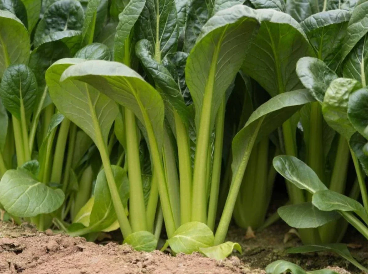 Komatsuna seeds non GMO for planting
