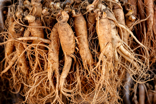Korean Ginseng seeds Panax ginseng for shade gardens
