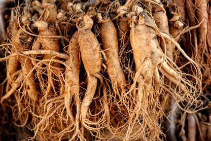 Korean Ginseng seeds Panax ginseng for shade gardens
