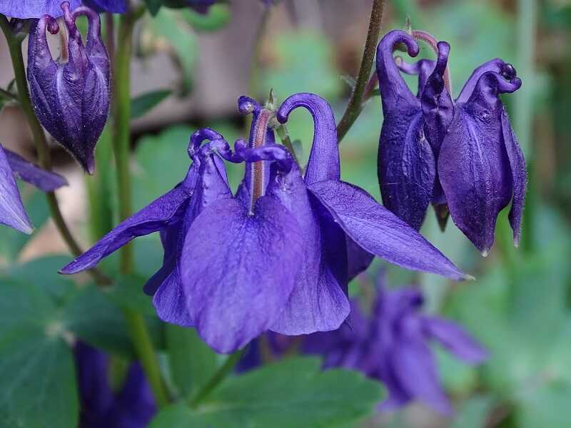 Violet Viticella Flower seeds for Planting Cut Flower Favorite, Heirloom & GMO Free Seeds for Home Garden vegetable and garden seeds