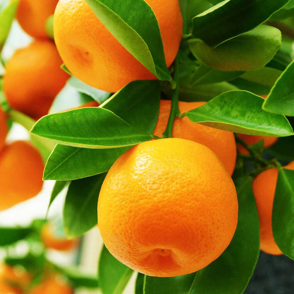 Yellow Orange Fruit Seeds Planting