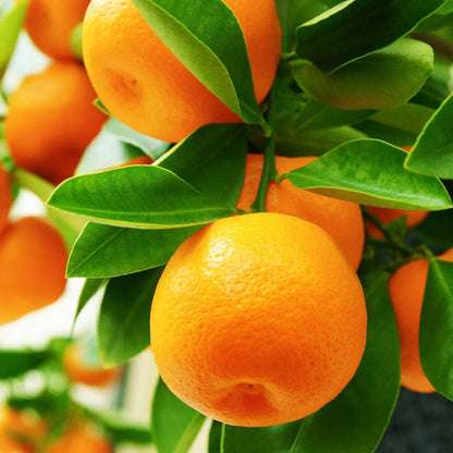 Yellow Orange Fruit Seeds Planting