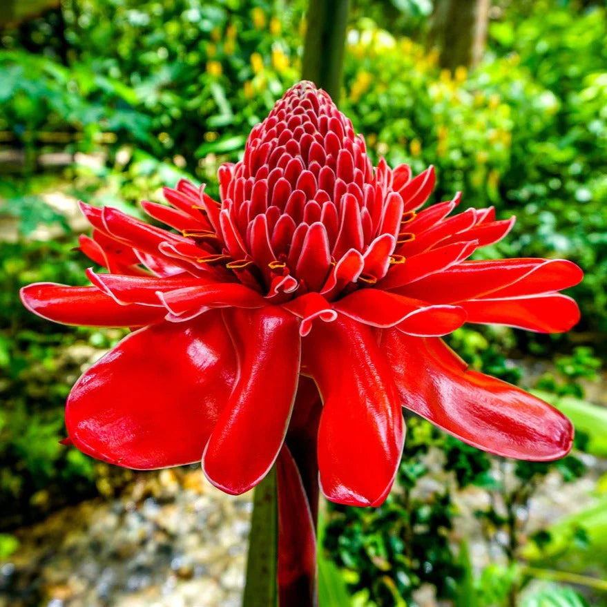 Ginger Flower seeds for Planting Premium Quality, Heirloom & GMO Free Seeds for Home Garden seeds for planting