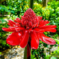Ginger Flower seeds for Planting Premium Quality, Heirloom & GMO Free Seeds for Home Garden seeds for planting