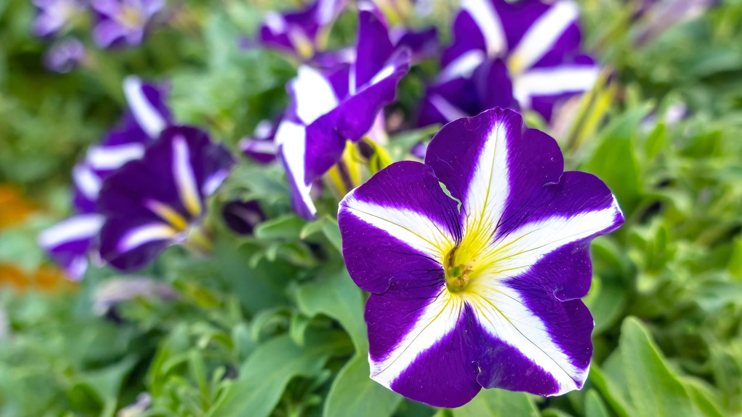 Violet & White Petunia Flower seeds for Planting - Compact Growth, Heirloom & GMO Free Seeds for Home Garden