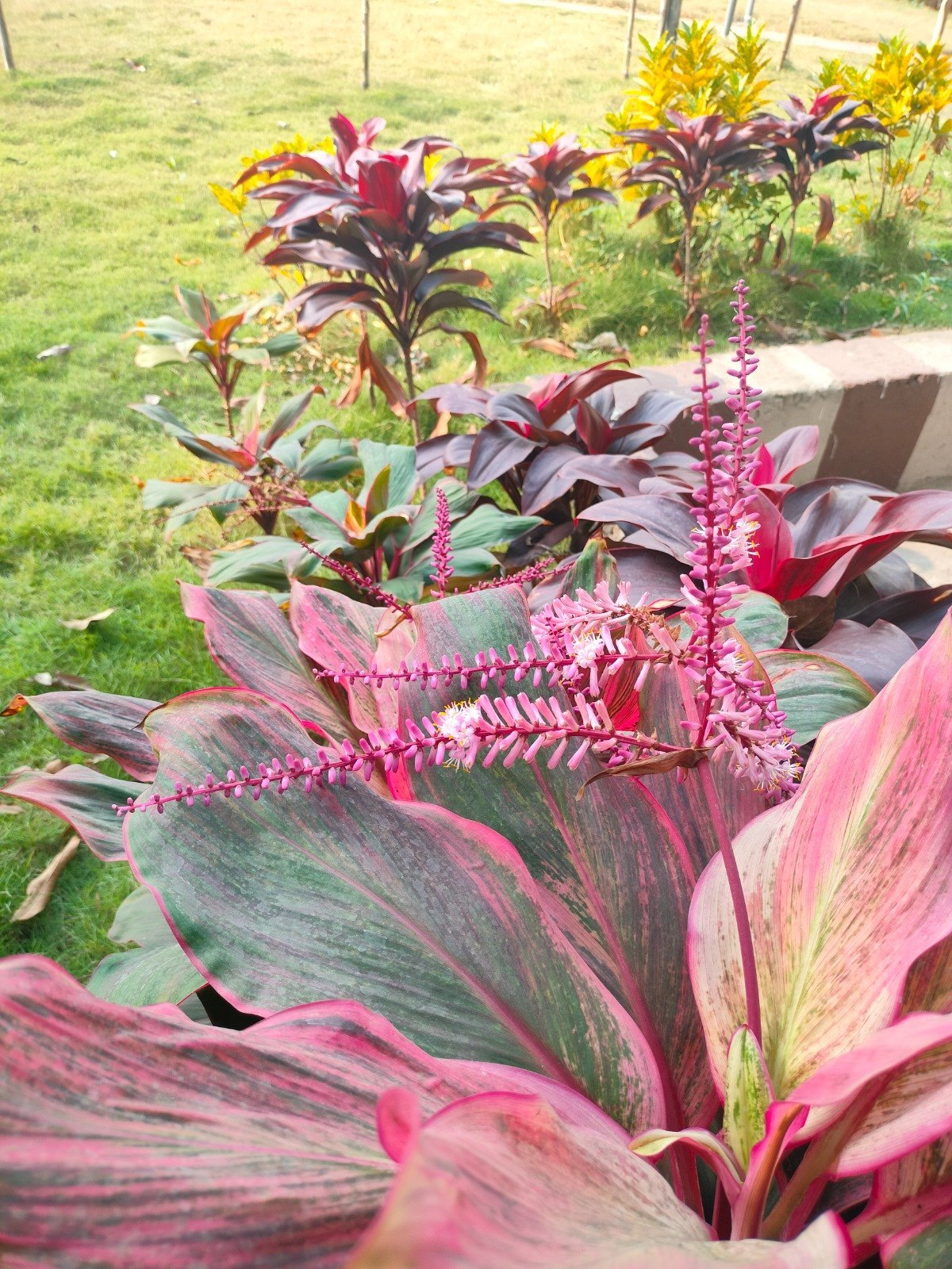 Cordyline Flower seeds for Planting Low Maintenance Heirloom & GMO Free Seeds for Home Garden