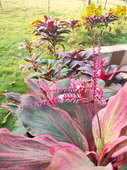 Cordyline Flower seeds for Planting Low Maintenance Heirloom & GMO Free Seeds for Home Garden