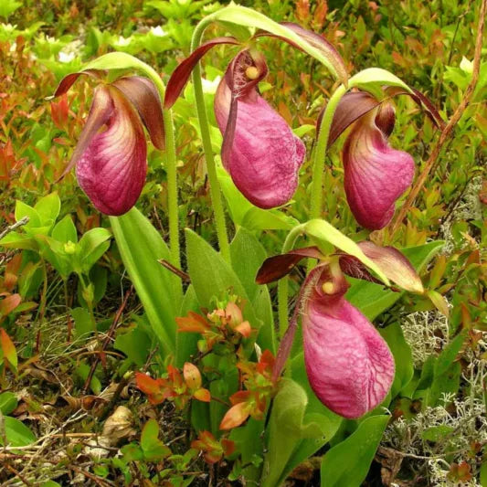 Cypripedium Acaule Flower seeds for Planting Bright Blooms, Heirloom & GMO Free Seeds for Home Garden vegetable and garden seeds