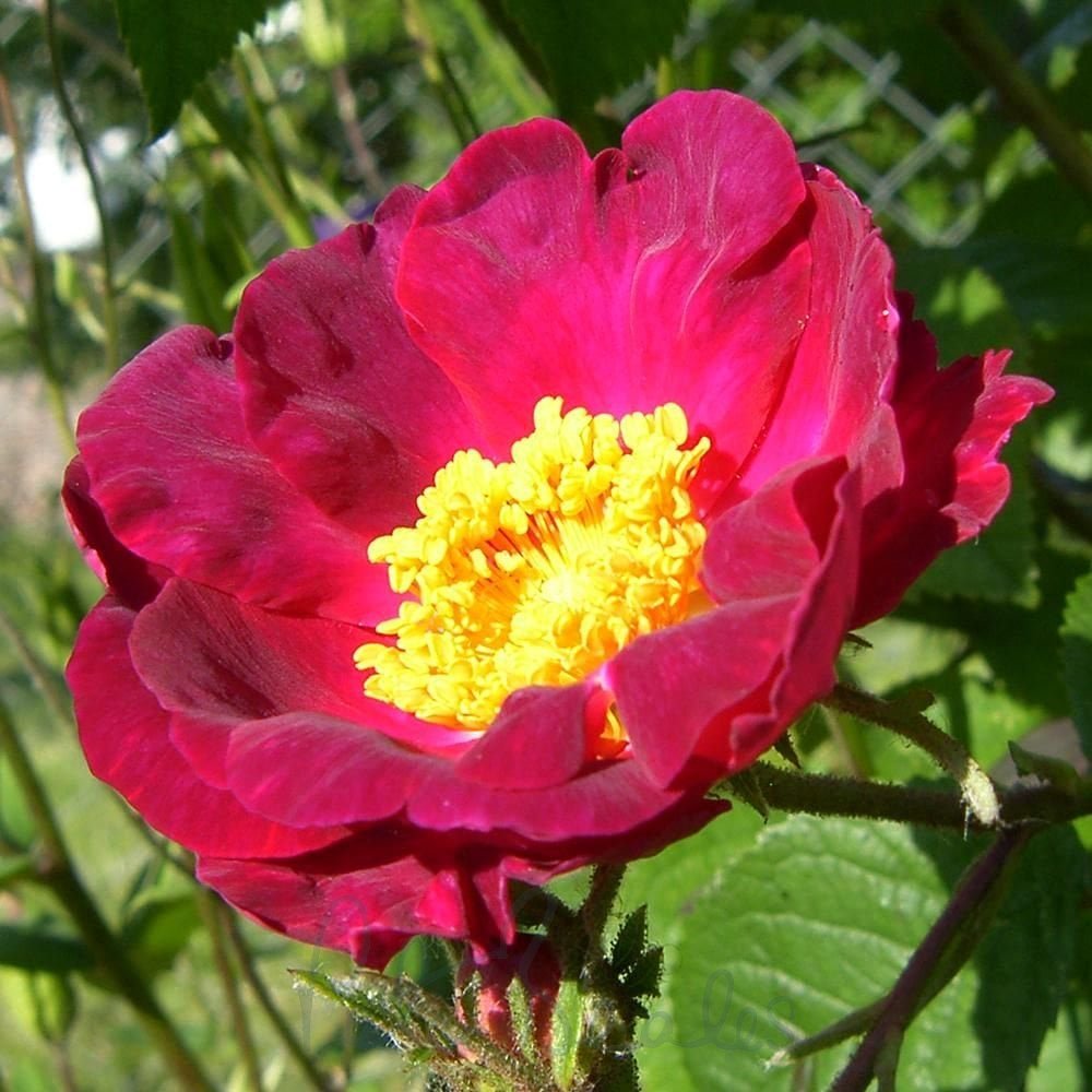 Maroon Rugosa Rose Flower seeds for Planting Garden Favorite, Heirloom & GMO Free Seeds for Home Garden vegetable and garden seeds