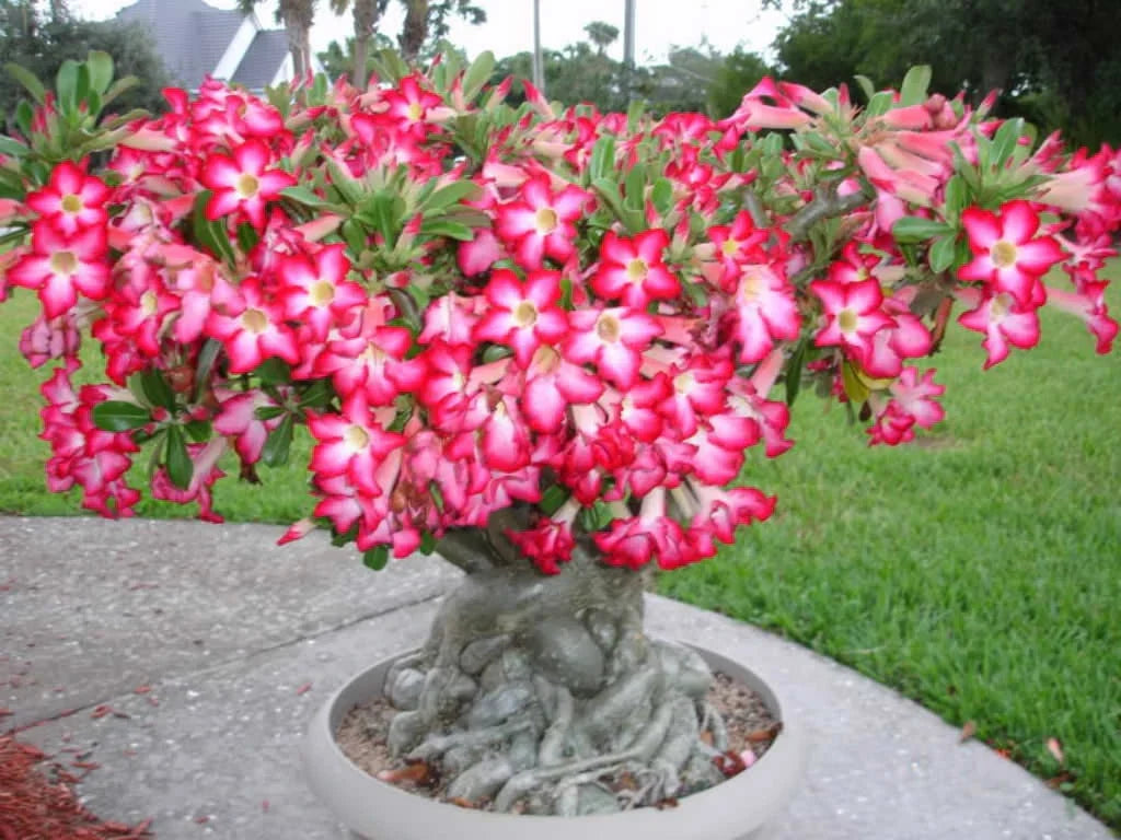 Lady Favorite Bonsai Rose Seeds for Planting