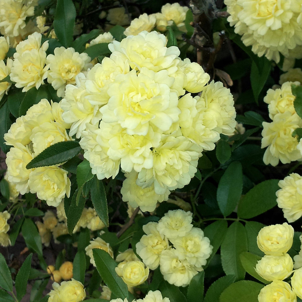 Rosa Banksiae Flower seeds for Planting Wildflower Mix, Heirloom & GMO Free Seeds for Home Garden vegetable and garden seeds