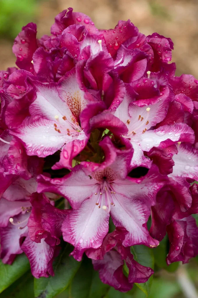 Pink Rhododendron Hans Flower seeds for Planting Colorful Display, Heirloom & GMO Free Seeds for Home Garden vegetable and garden seeds