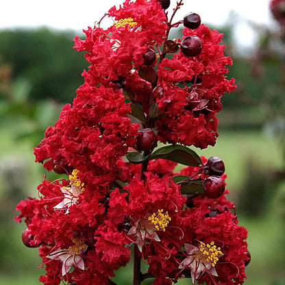 Lagerstroemia Flower seeds for Planting Shade Tolerant Heirloom & GMO Free Seeds for Home Garden