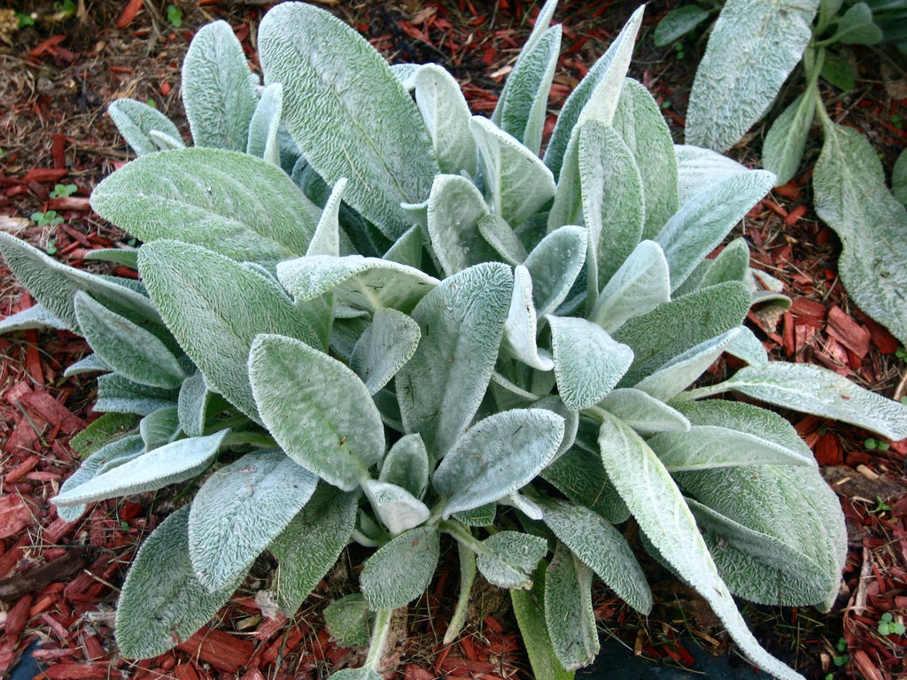 Premium Gray Lambs Ear Flower seeds for Planting Perfect for Borders, Heirloom & GMO Free Seeds for Home Garden seeds