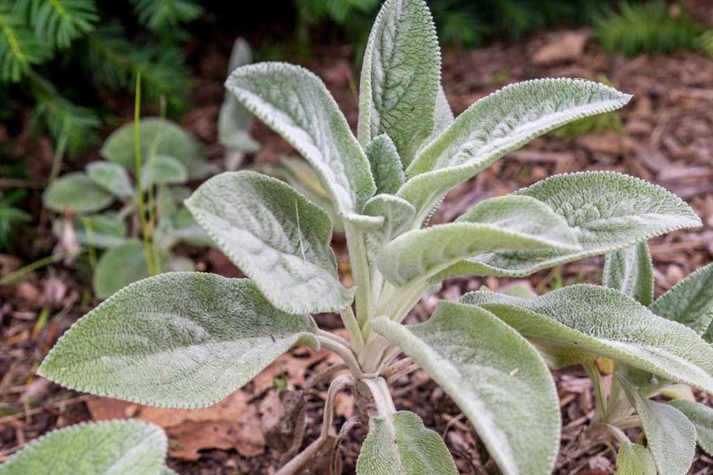 Premium Green Lambs Ear Flower seeds for Planting Shade Tolerant, Heirloom & GMO Free Seeds for Home Garden seeds