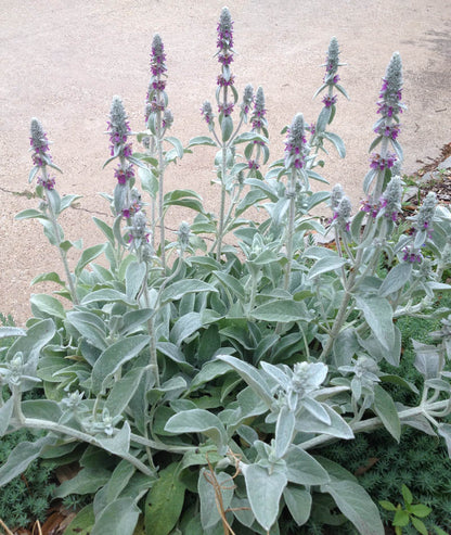 Lamb'sEar Flower seeds for Planting Long Bloom Season Heirloom & GMO Free Seeds for Home Garden