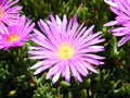 Lampranthus Roseus Flower seeds for Planting Premium Quality, Heirloom & GMO Free Seeds for Home Garden seeds for planting