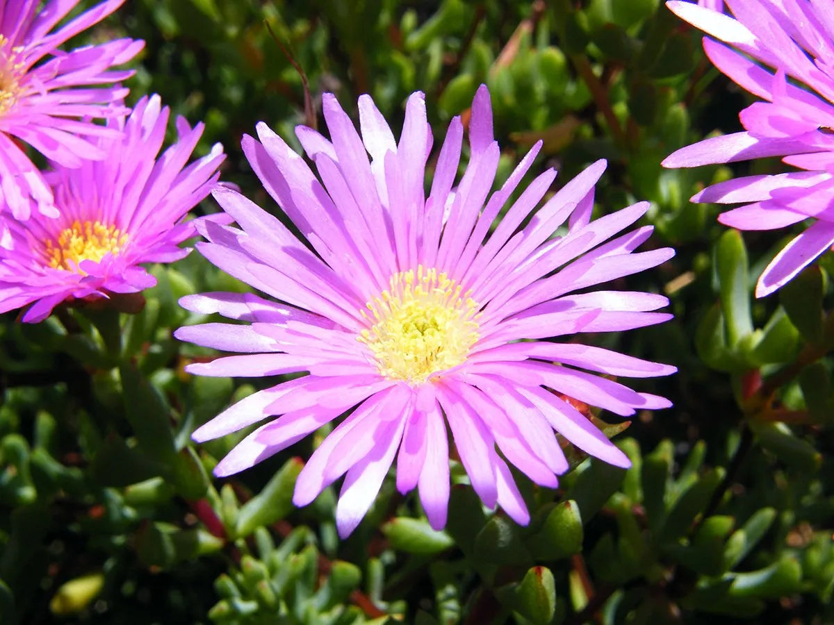 Lampranthus Roseus Flower seeds for Planting Premium Quality, Heirloom & GMO Free Seeds for Home Garden seeds for planting