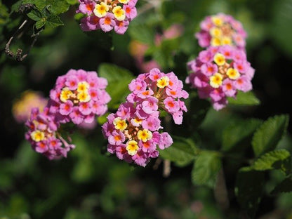 Feston Rose Lantana Flower seeds for Planting Sun Loving Heirloom & GMO Free Seeds for Home Garden