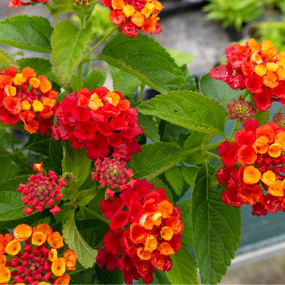 Lantana Flower seeds for Planting Fragrant Blossoms Heirloom & GMO Free Seeds for Home Garden