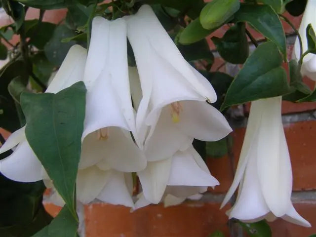 White Lapageria Flower seeds for Planting Colorful Display, Heirloom & GMO Free Seeds for Home Garden vegetable and garden seeds