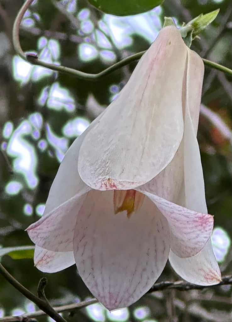 High quality White Lapageria Flower seeds for Planting Colorful Display, Heirloom & GMO Free Seeds for Home Garden seeds pack