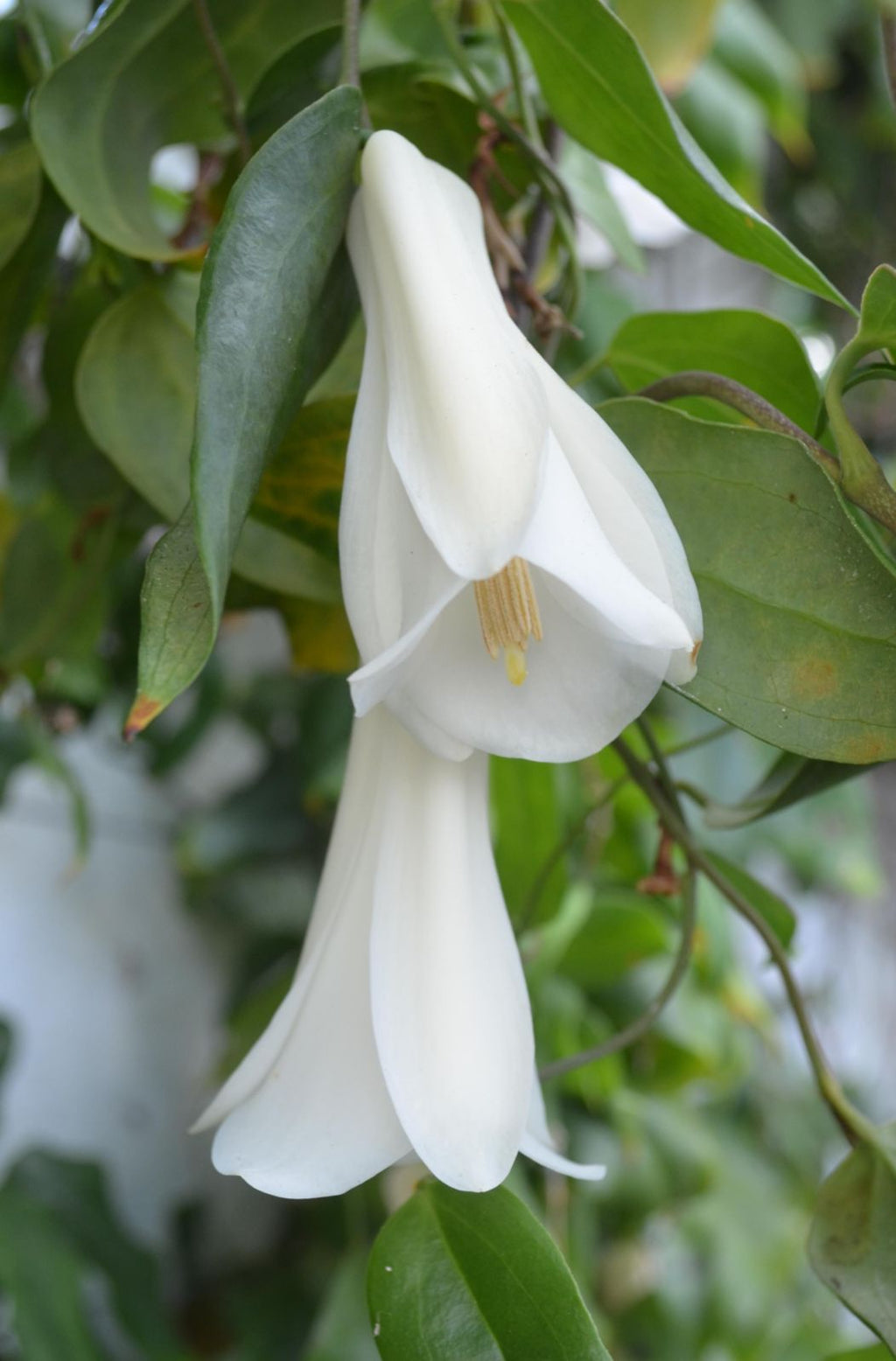 Premium White Lapageria Flower seeds for Planting Colorful Display, Heirloom & GMO Free Seeds for Home Garden seeds