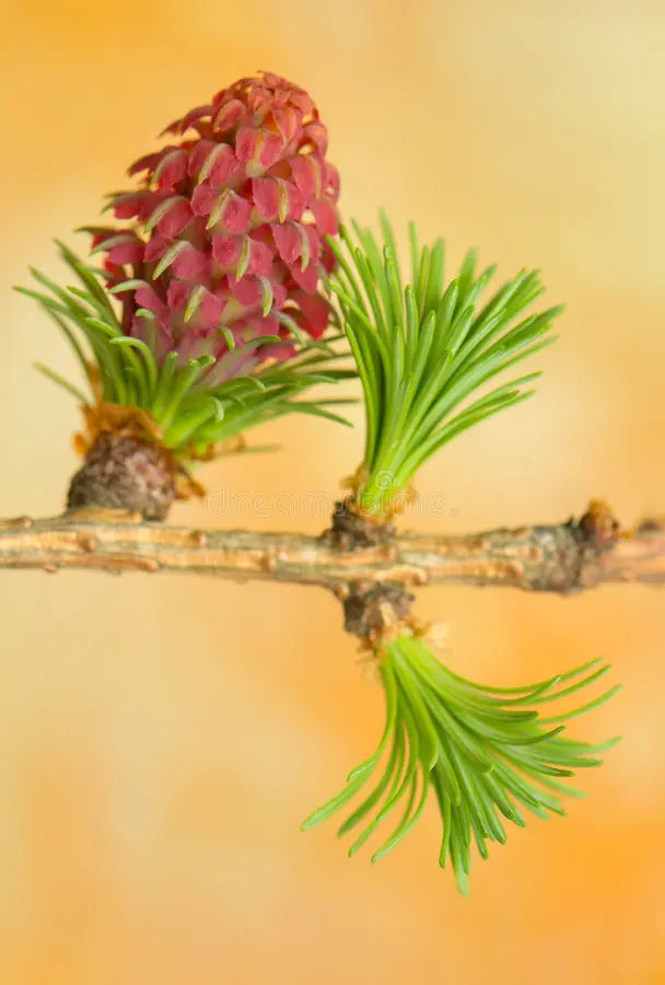 Premium Orange Larch Flower seeds for Planting Premium Quality, Heirloom & GMO Free Seeds for Home Garden seeds