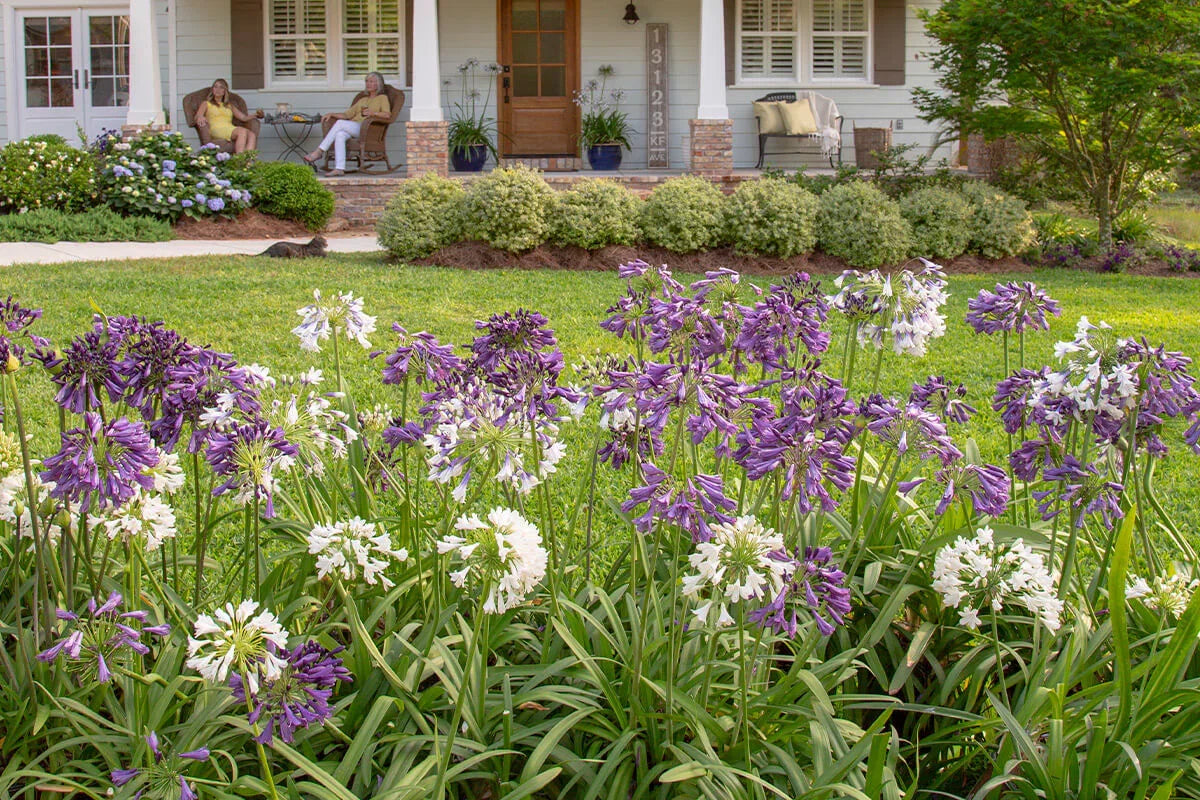 Large Blooming Agapanthus Flowers