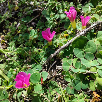 African Oxalis Flower Seeds - Vibrant Exotic Gardens Collection