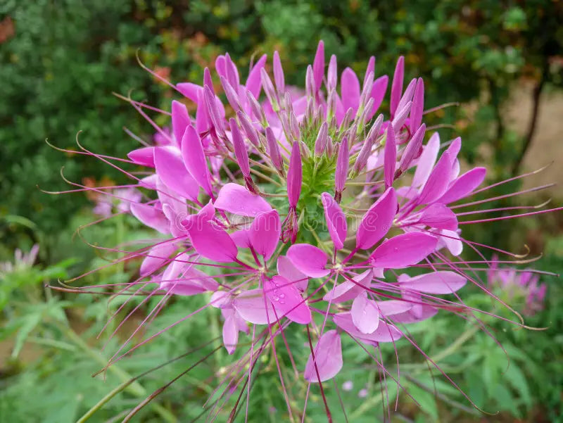 Pink Hatiora Rosea Flower seeds for Planting Pollinator Friendly, Heirloom & GMO Free Seeds for Home Garden vegetable and garden seeds