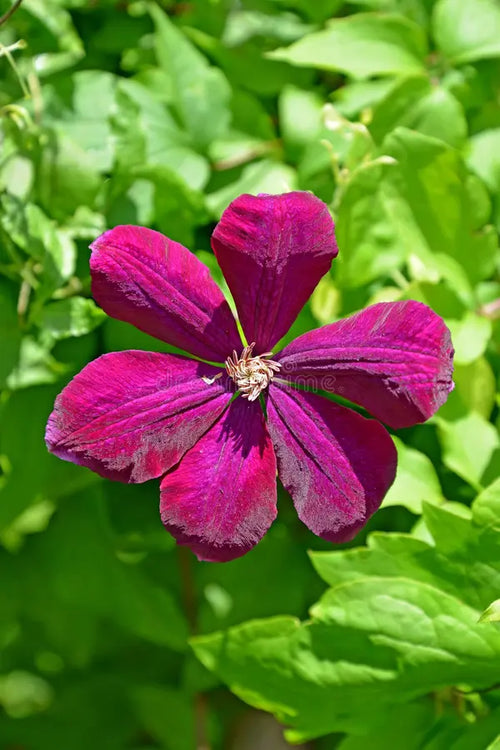 Premium Burgundy Clematis Flower seeds for Planting Perfect for Borders, Heirloom & GMO Free Seeds for Home Garden seeds