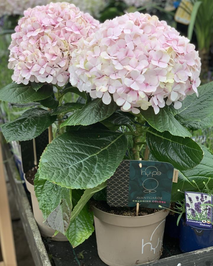 White Pink Hydrangea Seeds Flower seeds for Planting Sun Loving, Heirloom & GMO Free Seeds for Home Garden vegetable and garden seeds