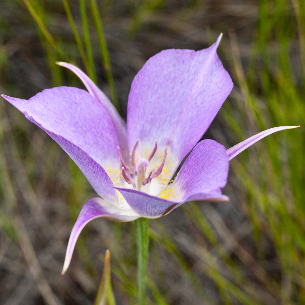Calochortus Macrocarpus Flower seeds for Planting Perfect for Borders Heirloom & GMO Free Seeds for Home Garden