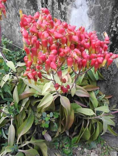 Kalanchoe Gastonis Flower seeds for Planting Pollinator Friendly Heirloom & GMO Free Seeds for Home Garden