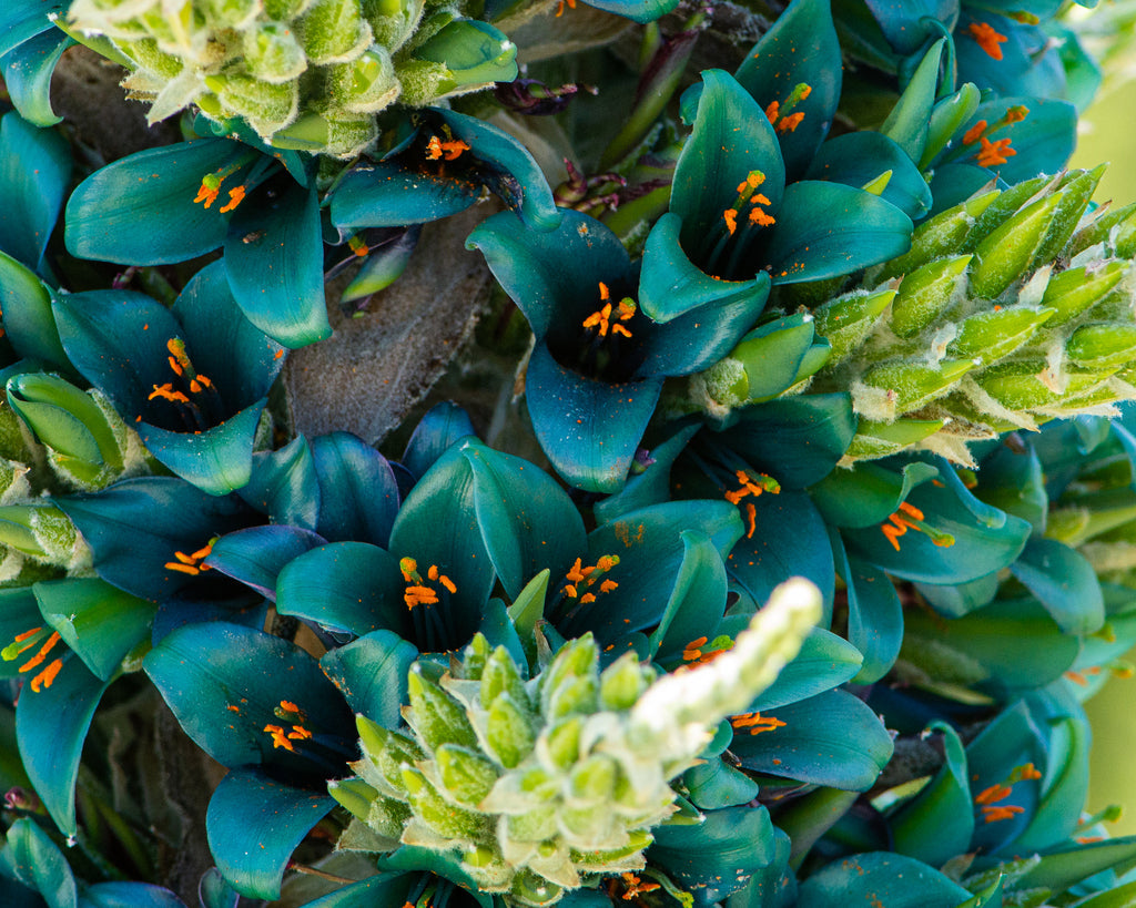High quality Green Blue Puya Flower seeds for Planting Bright Blooms, Heirloom & GMO Free Seeds for Home Garden seeds pack