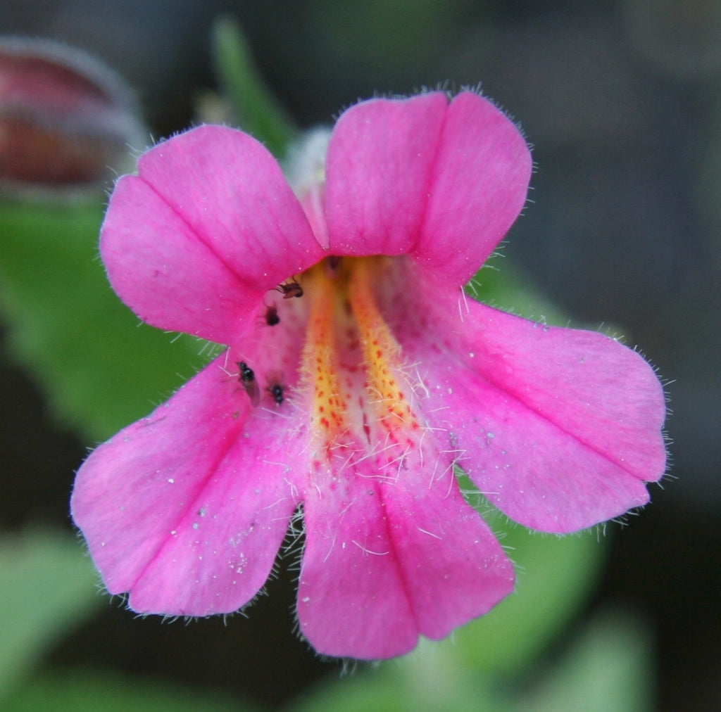 Purple Mimulus Lewisii Flower seeds for Planting Easy to Grow, Heirloom & GMO Free Seeds for Home Garden vegetable and garden seeds