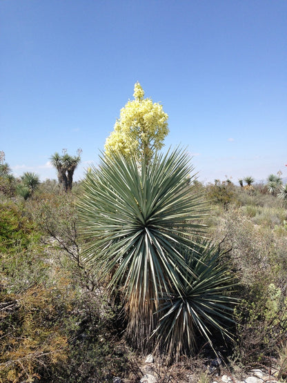 Yucca Thompsoniana Flower seeds for Planting Bright Blooms Heirloom & GMO Free Seeds for Home Garden