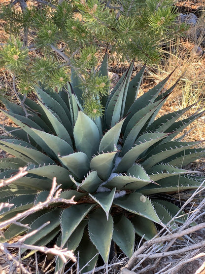 Green Agave Kerchovei Flower seeds for Planting - Colorful Display, Heirloom & GMO Free Seeds for Home Garden