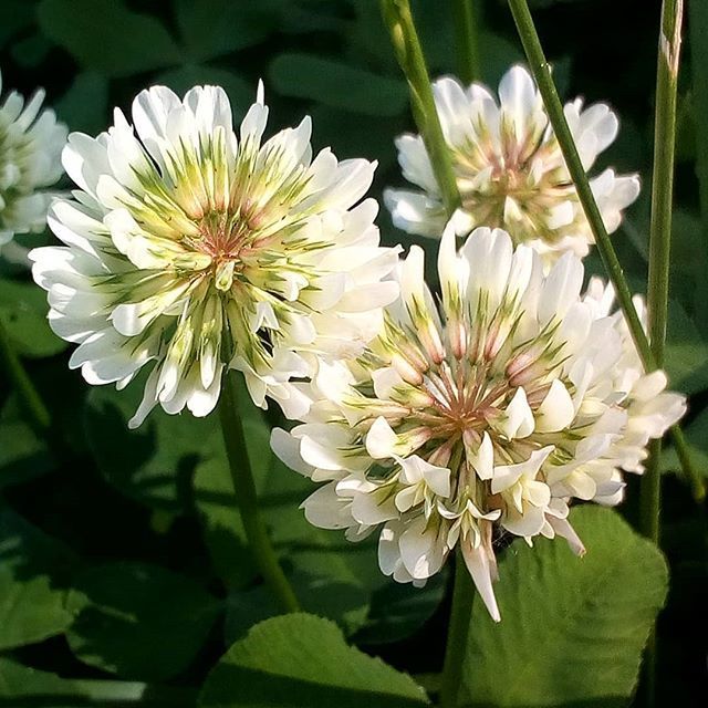 Premium Dutch Flower seeds for Planting Long Bloom Season, Heirloom & GMO Free Seeds for Home Garden seeds