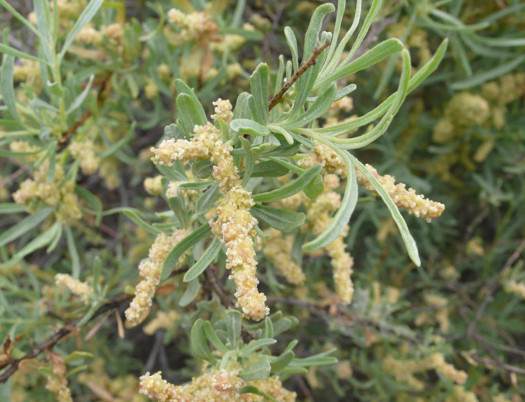Atriplex Canescens Flower seeds for Planting Vibrant Colors, Heirloom & GMO Free Seeds for Home Garden vegetable and garden seeds