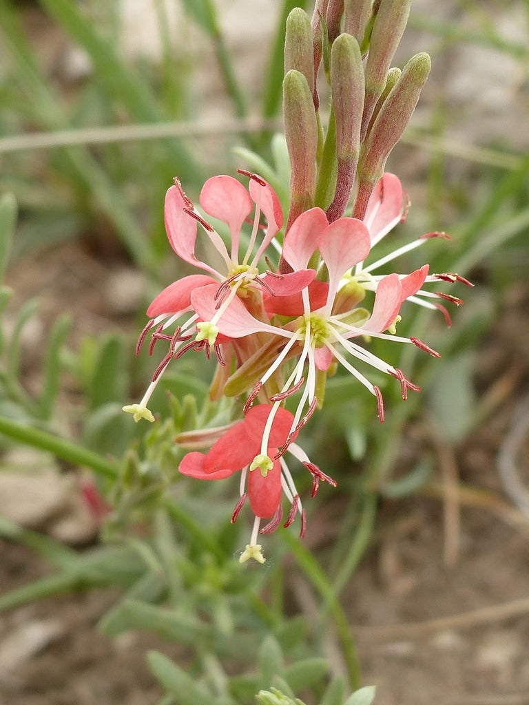 Premium Oenothera Suffrutescens Flower seeds for Planting Cut Flower Favorite, Heirloom & GMO Free Seeds for Home Garden seeds